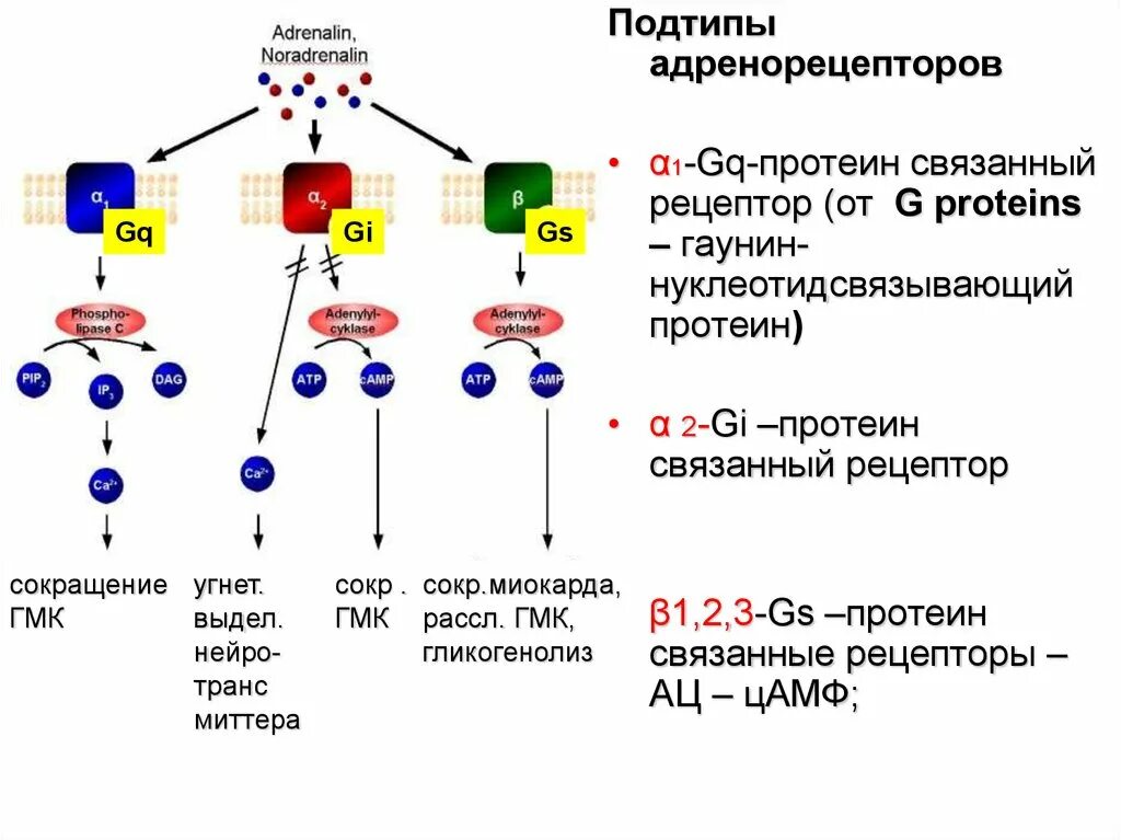 Альфа и бета адренорецепторы. Альфа 1 и Альфа 2 адренорецепторы. Альфа и бета адренергические рецепторы. А2 адренорецепторы механизм. Альфа и бета адренорецепторы схема.