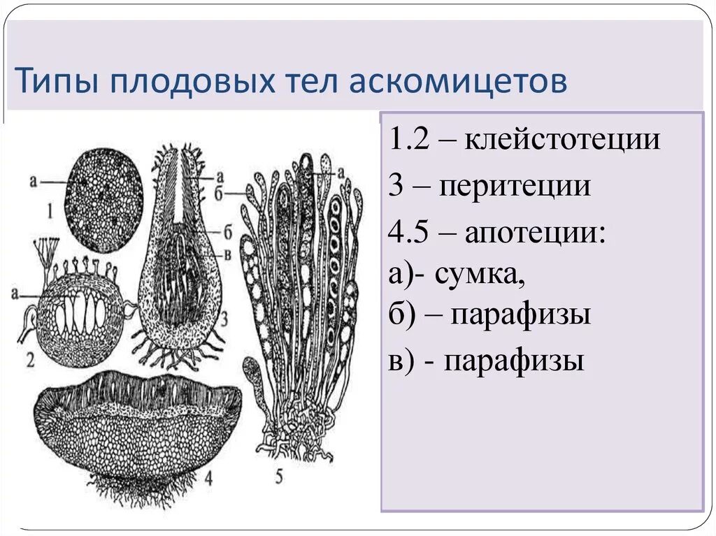 Аскомицеты строение мицелия. Типы плодовых тел аскомицетов. Типы плодовых тел аскомицетов. Мицелий аскомицета. Аскомицеты плодовые тела.