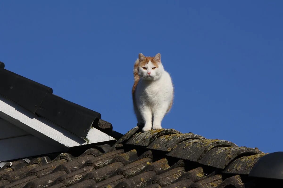 Спустившись с кровли кот сказал. Кошки на крыше. Кот на Креге. Котенок на крыше. Кошечка на крыше.