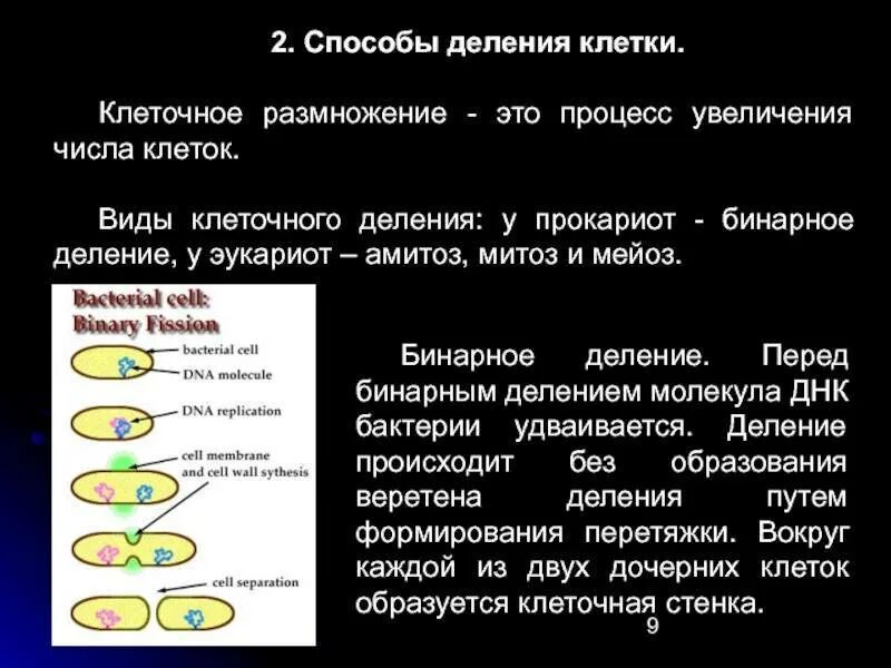 Действия деления клеток. Деление клетки типы деления клетки. Деление клетки способ размножения. Деление клеток прокариот и эукариот клеток. Способы делениялктеки.