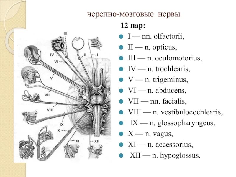 1 и 2 черепные нервы. 12 Пара черепных нервов анатомия схема. Черепно мозговой невр 12 пар. 12 Пар черепных нервов схема. 12 Пар черепных нервов анатомия.