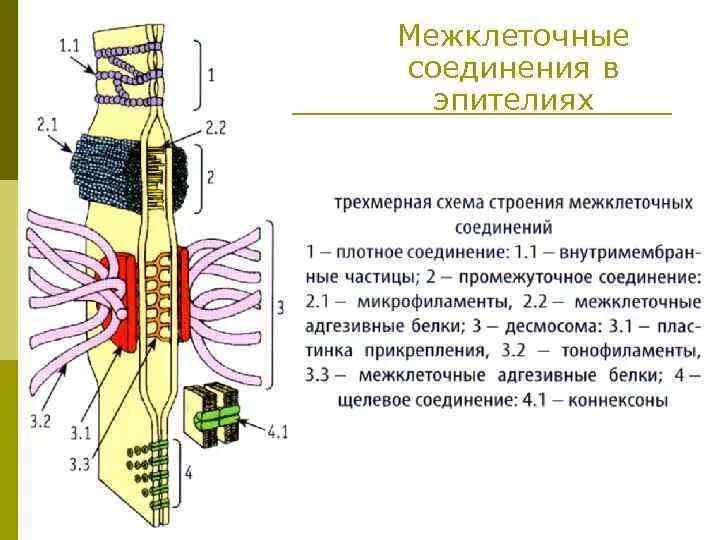 Изолирующий контакт. Схема межклеточных соединений в эпителиях. Типы межклеточных контактов гистология. Промежуточное соединение гистология. Схема строения межклеточных контактов гистология.