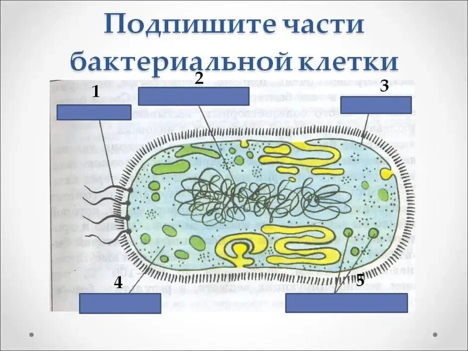 На каком рисунке изображена клетка бактерий. Строение бактериальной клетки 5 класс биология. Строение бактериальной клетки части 5 класс биология. Строение бактериальной клетки 5 класс биология рисунок. Строение бактериальной клетки 5 класс по биологии.