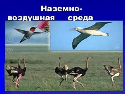 Кроссворд наземно воздушная среда