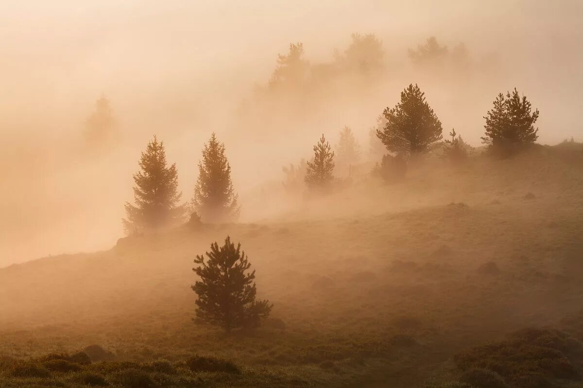 Туманное утро. Туманный пейзаж. Туманный пейзаж. Туманный день. Красивый туманный пейзаж.