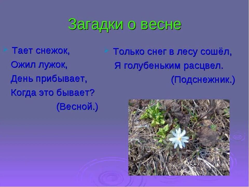 3 загадки весны. Загадки про весну для детей. Загадки на тему весна. Загадки для детей про весну с ответами 2 класс. 3 загадки весны.
