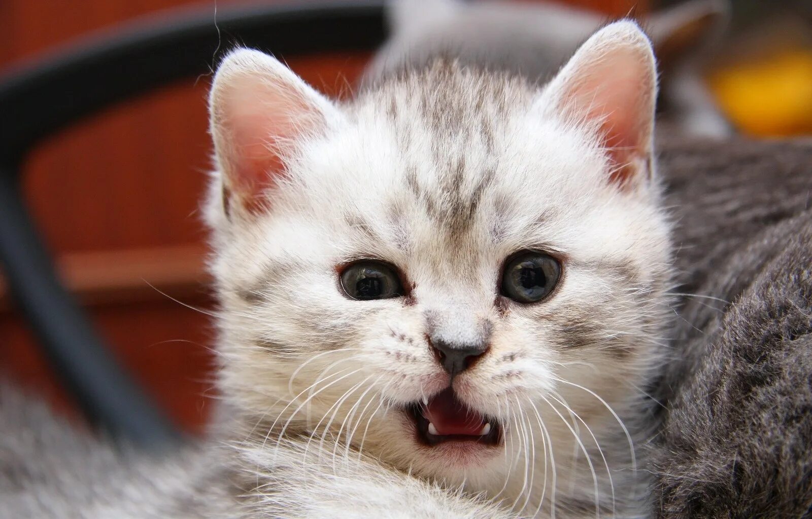 Милые котики. Котик мягенький. Кошка лето. Самые милые котята. Кошка мягенькая.