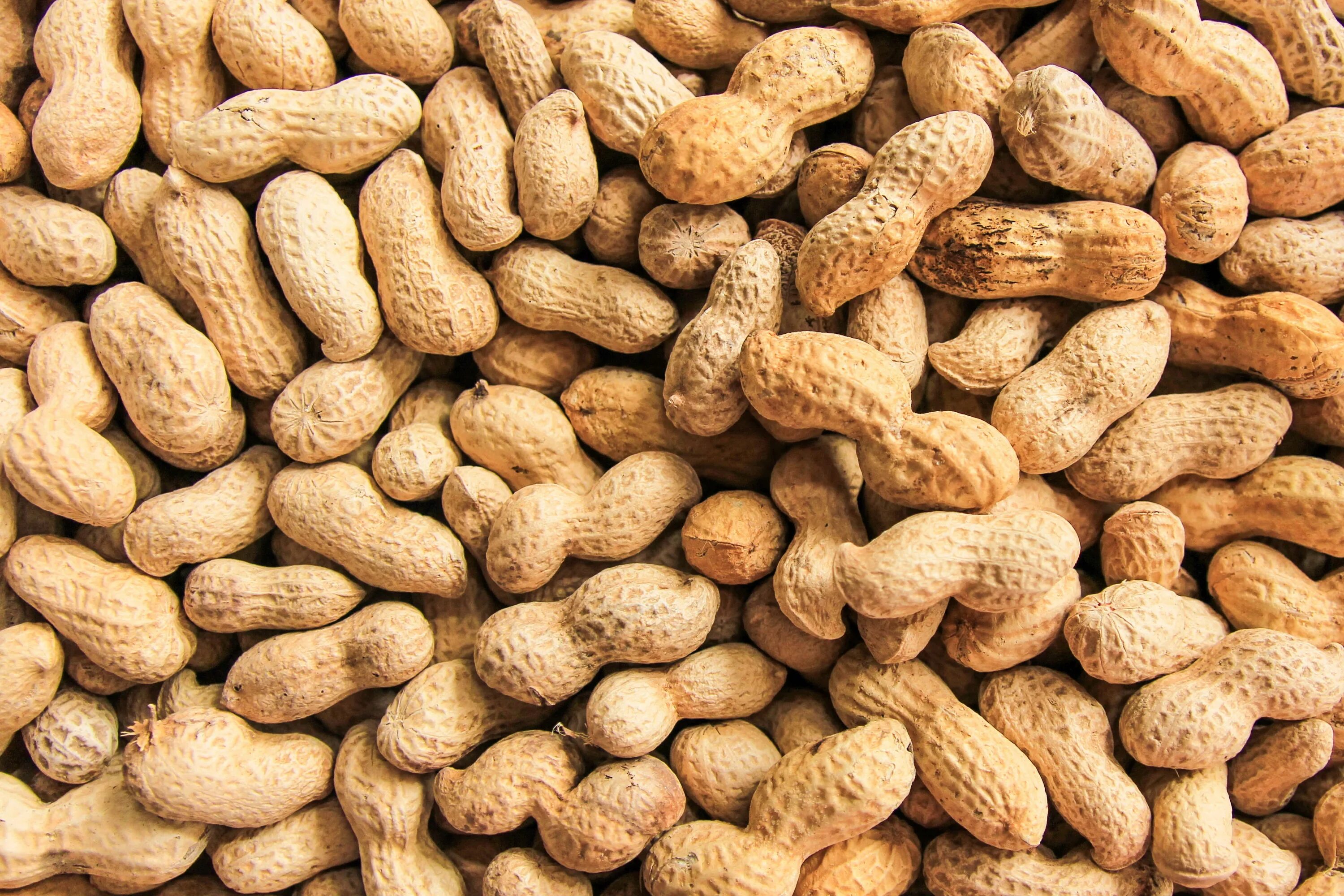 Арахис peanuts. Арахис. орехи арахис. земляной орех. плод арахиса.