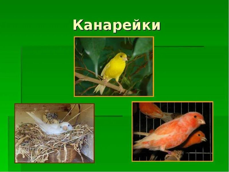 Каких птиц можно содержать в живом уголке. Животные живого уголка канарейка. птицы живого уголка. канарейка презентация. канарейка длдля живого уголка.