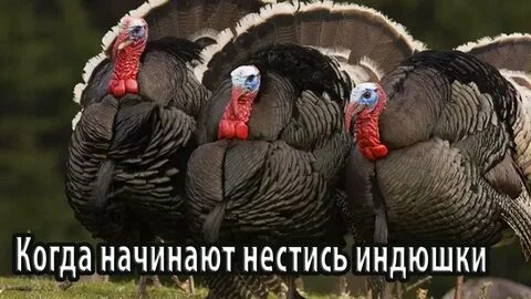 Бронза 708 индюки