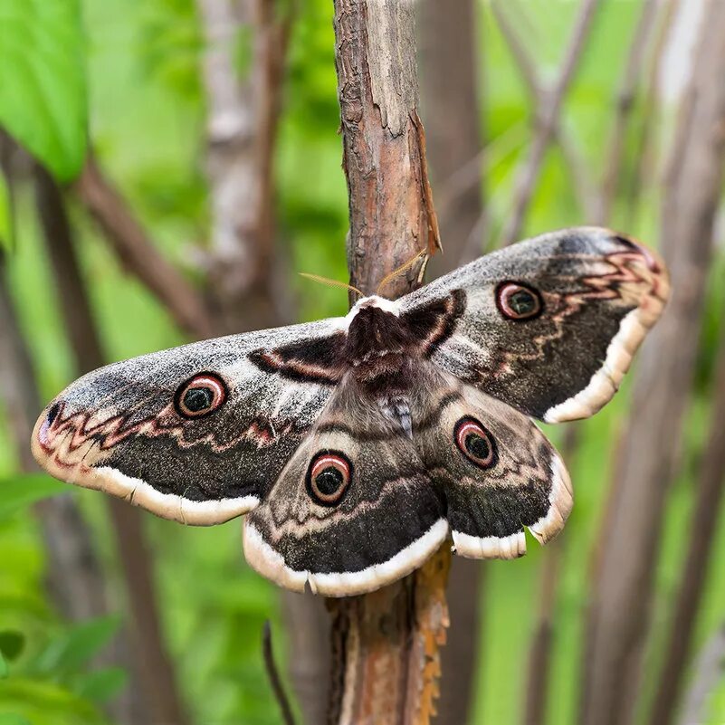 Бабочка ночной павлиний. Бабочка ночной павлиний. Павлиний глаз малый ночной. Бабочка сатурния павлиноглазка. Павлиноглазка грушевая большой ночной павлиний глаз.
