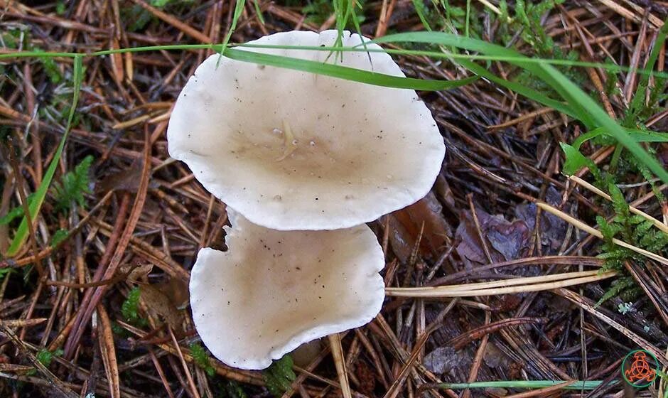 Agaricus spissicaulis. шампиньона двуспорового (agaricus bisporus). грибы с белой шляпкой съедобные. говорушка булавоногая. осиновик белый подосиновик белый.