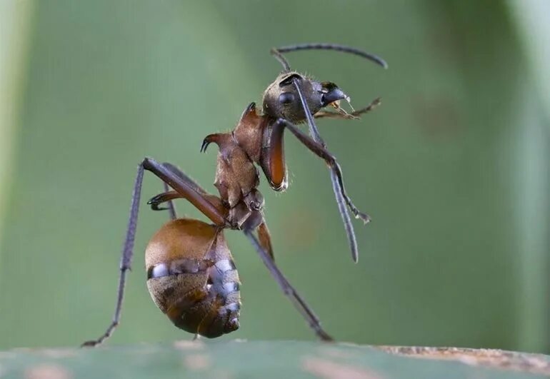 Муравей лапы. Polyrhachis bihamata. муравей. насекомые леса. насекомые муравей.