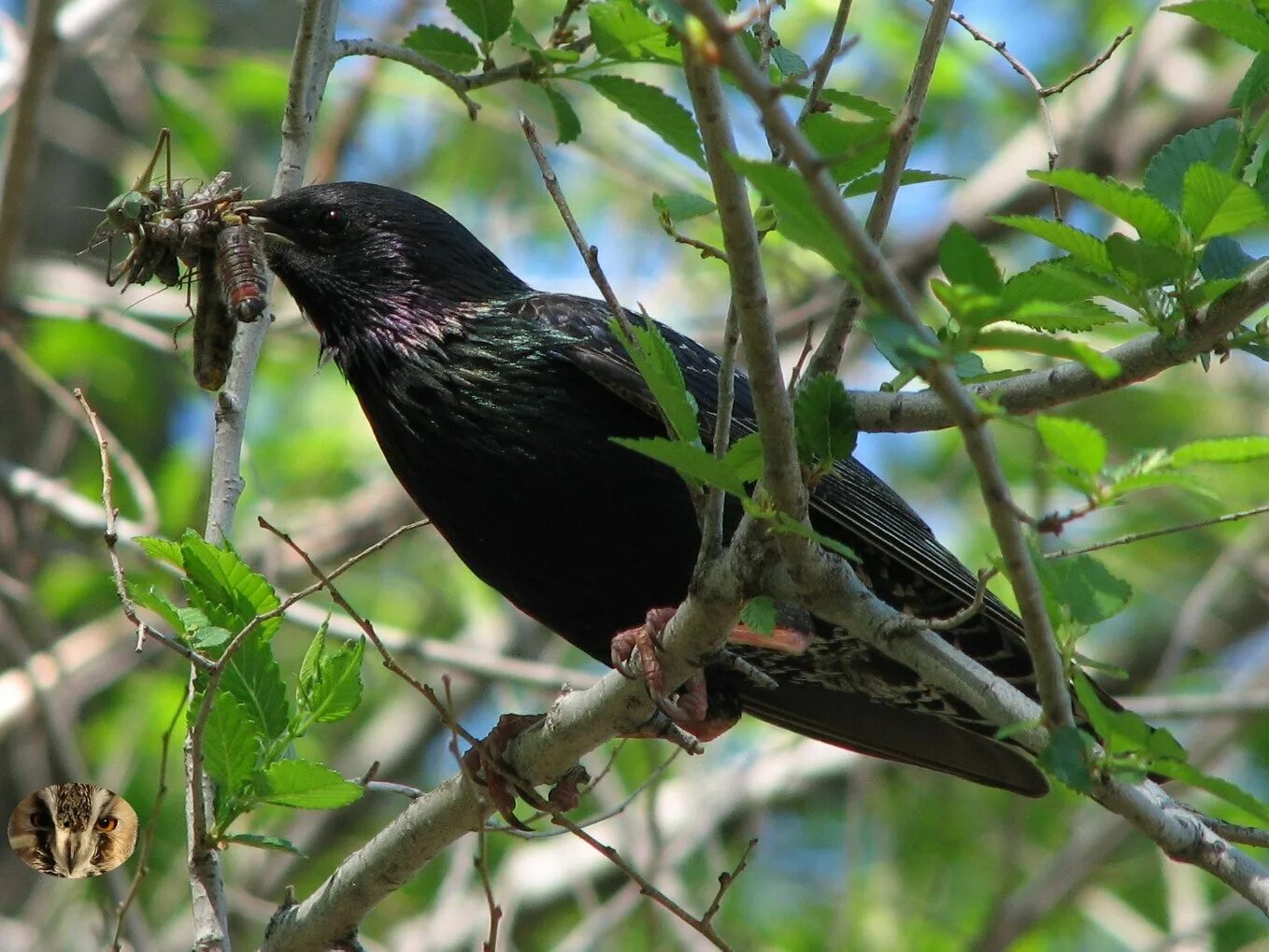 Чем питается скворец. Скворец. Желтогрудый скворец. Рябиновый скворец. Скворец описание.