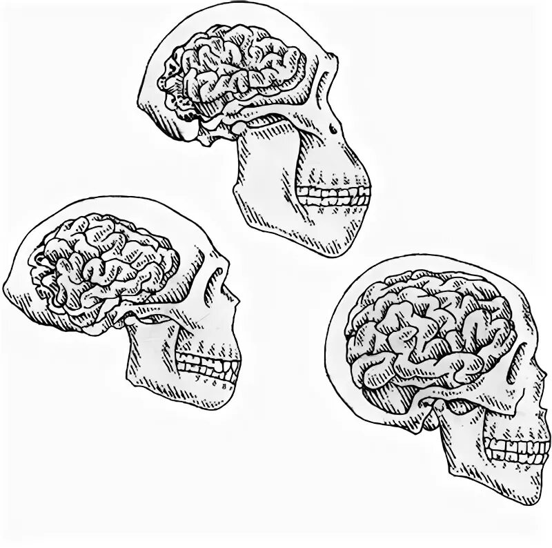 Эволюция человеческого мозга. Эволюция черепа человека. Мозг человека развитие Эволюция.