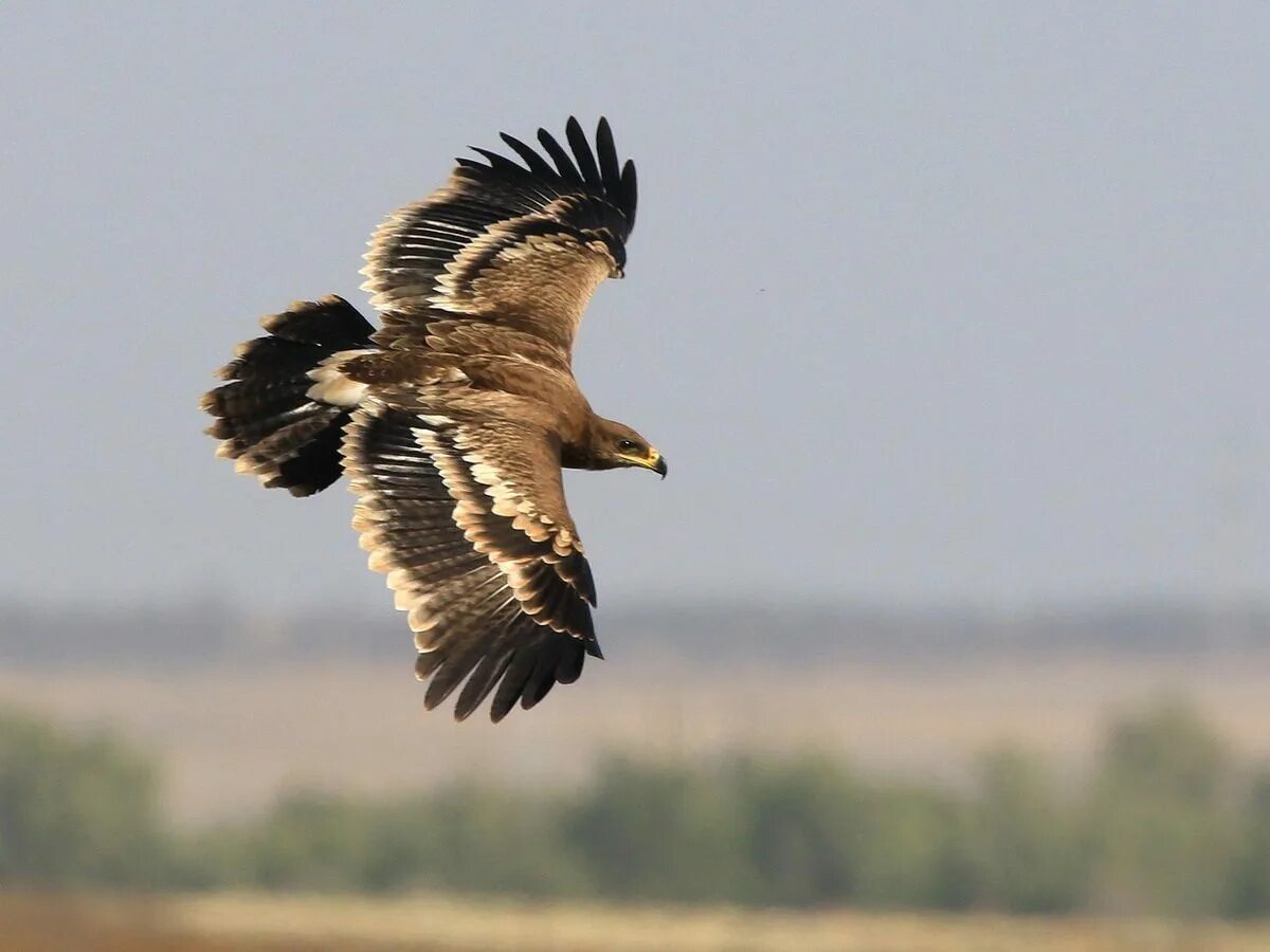 Степной орёл Aquila nipalensis Hodgson, 1833. Казахстан Степной Беркут. Птицы Калмыкии Степной Орел. Калмыцкий Беркут Орел. Орел степная птица