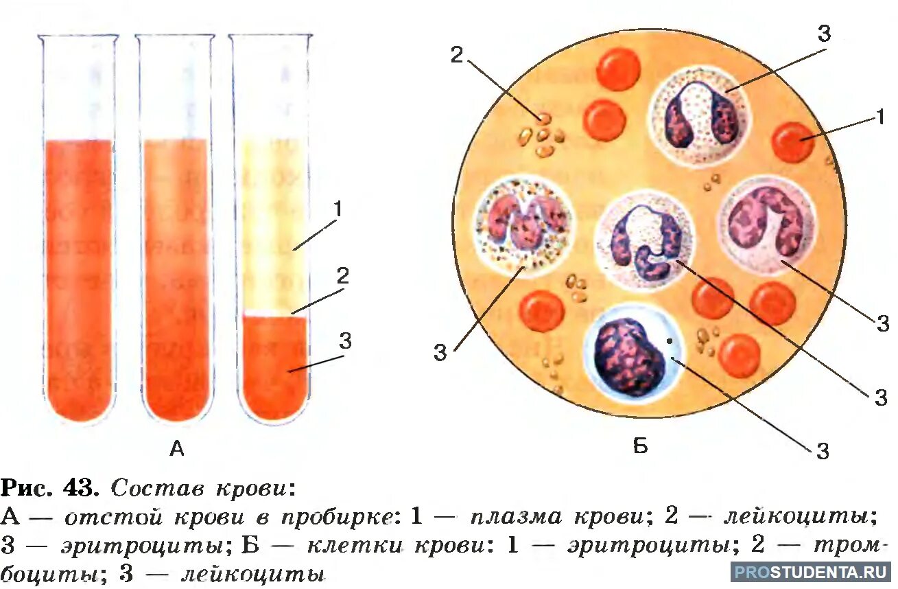 Эритроцит плазма. Плазма и форменные элементы крови. зарисовать строение клетки крови. рисунок состав крови биология 8 класс. состав крови рис 51.