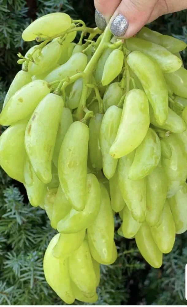 Виноград азия отзывы описание сорта. Азиатский виноград. Виноград азия фото. Виноград азия отзывы описание сорта. Виноград ризамат.