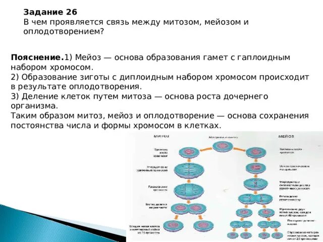 Тест по мейозу 10 класс. Митоз обеспечивает образование гамет. Образование половых клеток мейоз. Мейоз митоз оплодотворение. Наборы хромосом в митозе и мейозе.