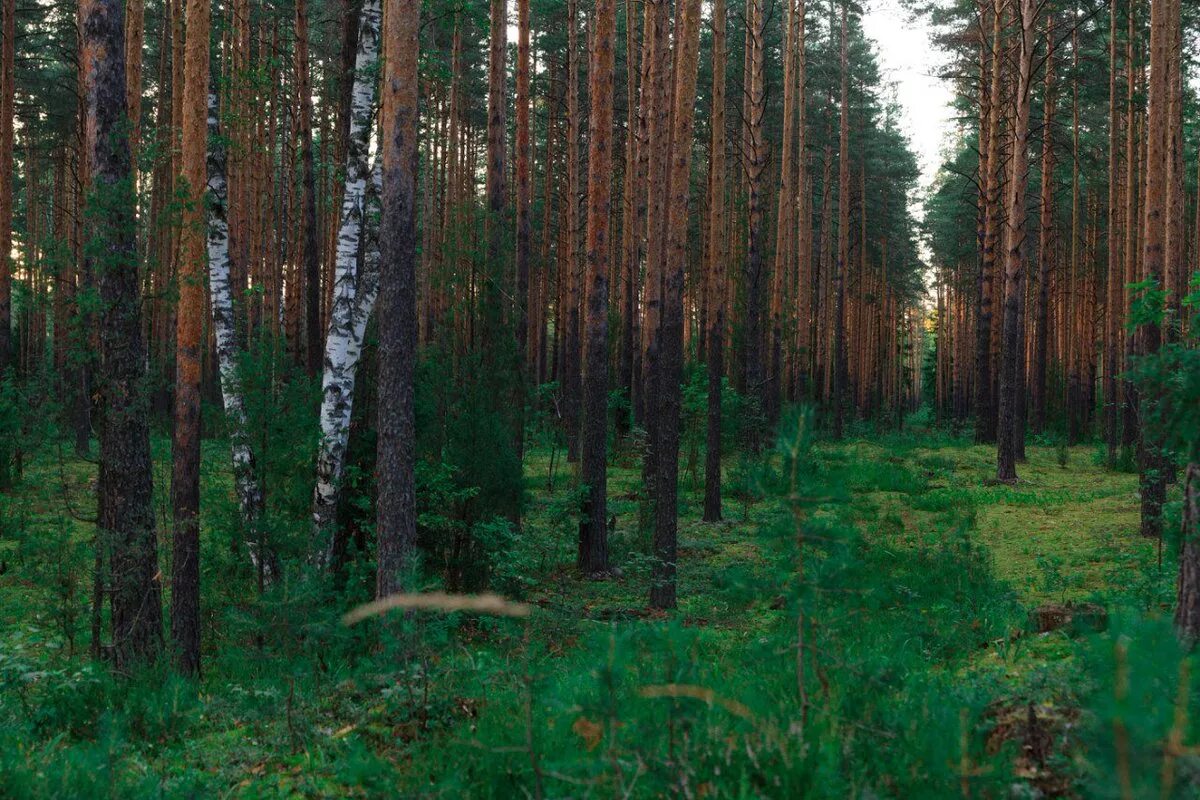 Леса коми где. Тайга Республики Коми. Парма лес Коми. Леса Республики Коми. Лес Тайга Коми.