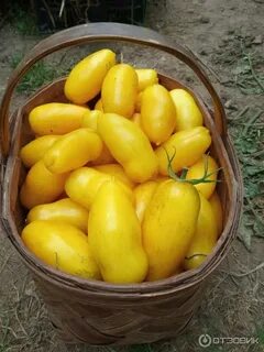 Томат банановые ноги