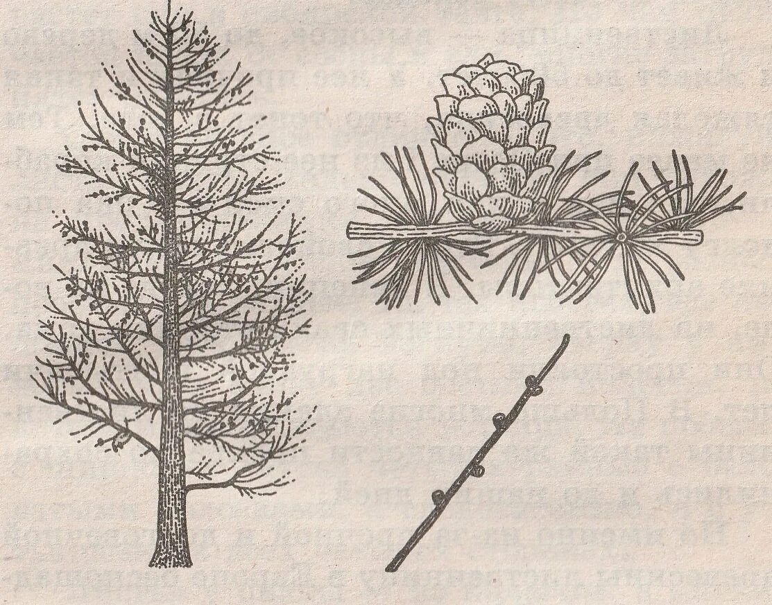 Лиственница схема. Лиственница сибирская ботаническая иллюстрация. Лиственница европейская строение. Лиственница сибирская ботанический рисунок. Хвоинка лиственницы строение.