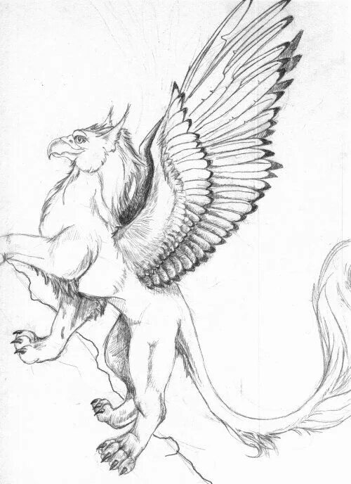 Грифон графика. Грифон полулев полуорел. Гриффинс грифон. Грифон тату эскизы. Грифон черно белый.