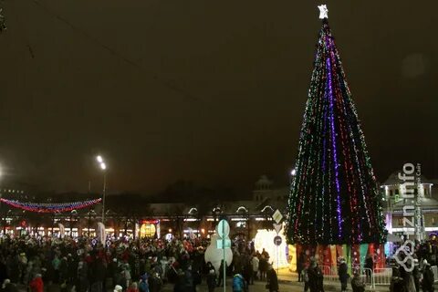 Елки рязань