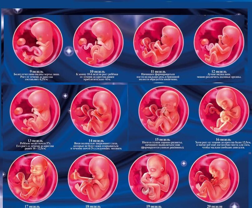 Плод 1 2 недели. Эмбрион 1 месяц беременности размер. Ребёнок в утробе матери по неделям. Формирование ребенка в утробе. Формирование ребёнка в утробе матери по месяцам.