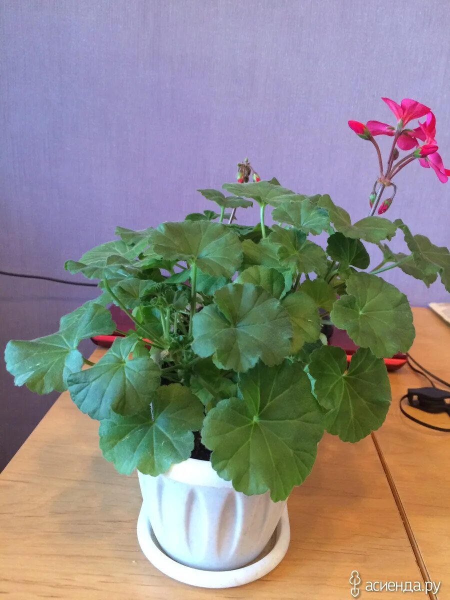 пеларгония нано отзывы