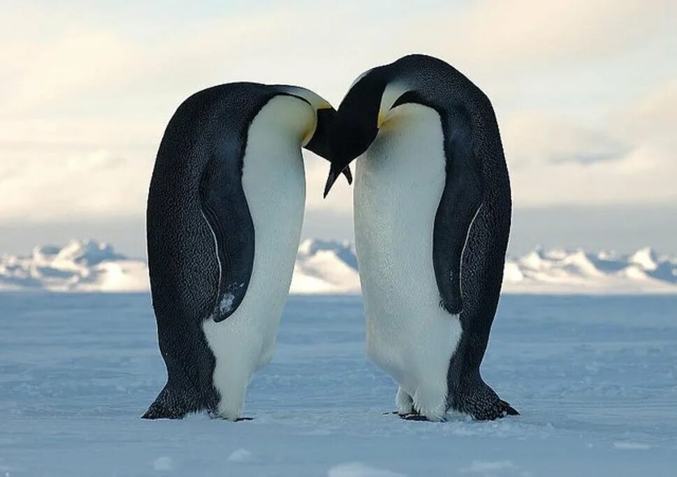 Императорские пингвины живут. Императорский Пингвин в Антарктиде. Пингвины в Антарктиде. Императорский Пингвин питание. Императорский Пингвин высиживает яйцо.