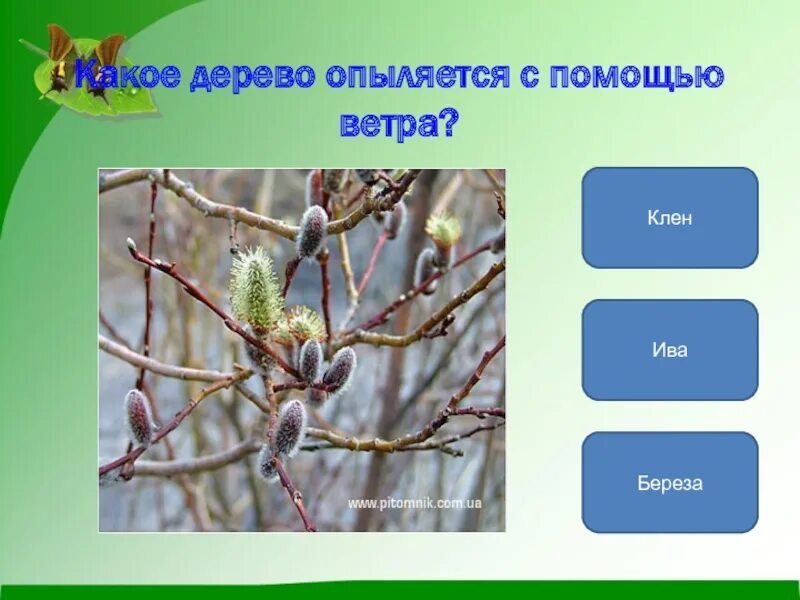 У березы опыление с помощью ветра