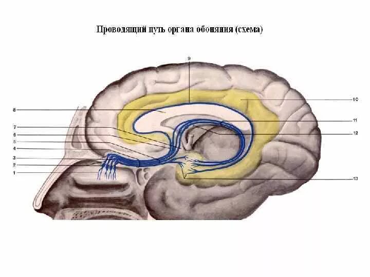 Обонятельный мозг. Обонятельный путь Черепного нерва. Обонятельные нервы анатомия. 1 Пара обонятельный нерв схема. Проводящий путь органа обоняния схема.