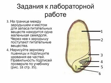 Зародыш с запасом питательных