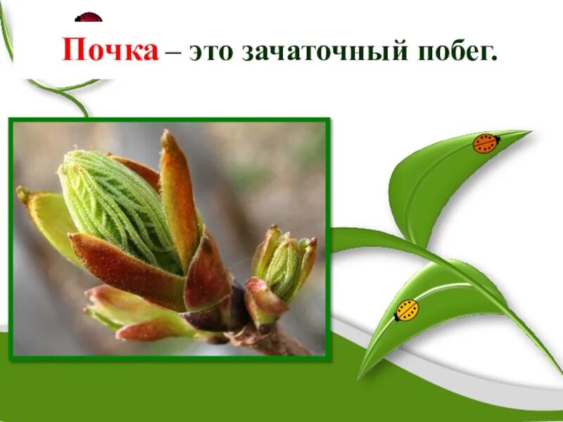 Зачаточный побег растения. Зачаточный побег растения. Побег и почки 6 класс биология. Зачаточный побег растения. Зачаточный побег растения.