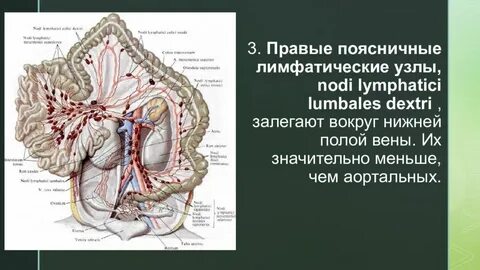 Лимфатический латынь