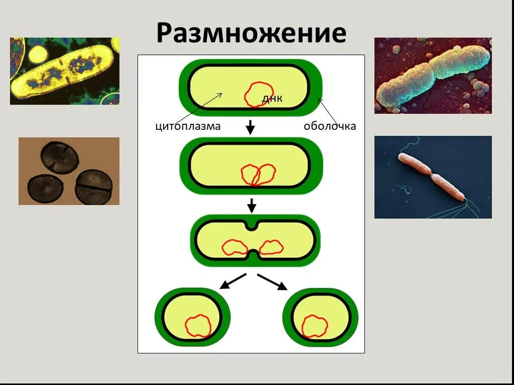 Урок бактерии 7 класс биология. Размножение клеток бактерий. Строение и размножение бактерий. Размножение бактерий 9 класс биология.