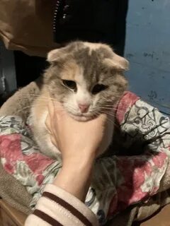 Коты оренбург
