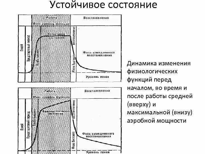 Изменение физиологических функций. Динамика физиологического состояния. фазы устойчивого состояния. характер восстановления физиологических функций после работы. график восстановления работоспособности.