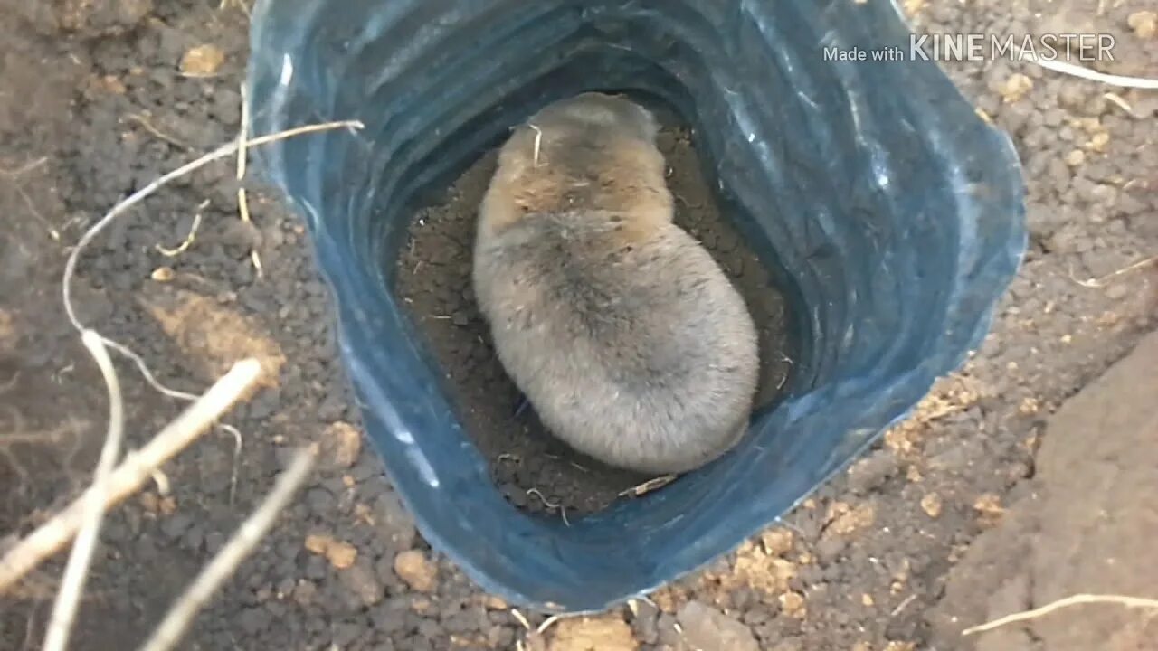 Как поймать крота на участке. ЛОВУШКА на слепышей (кротов). Крот слепыш. Капкан на слепыша. ЛОВУШКА для крота из ведра.