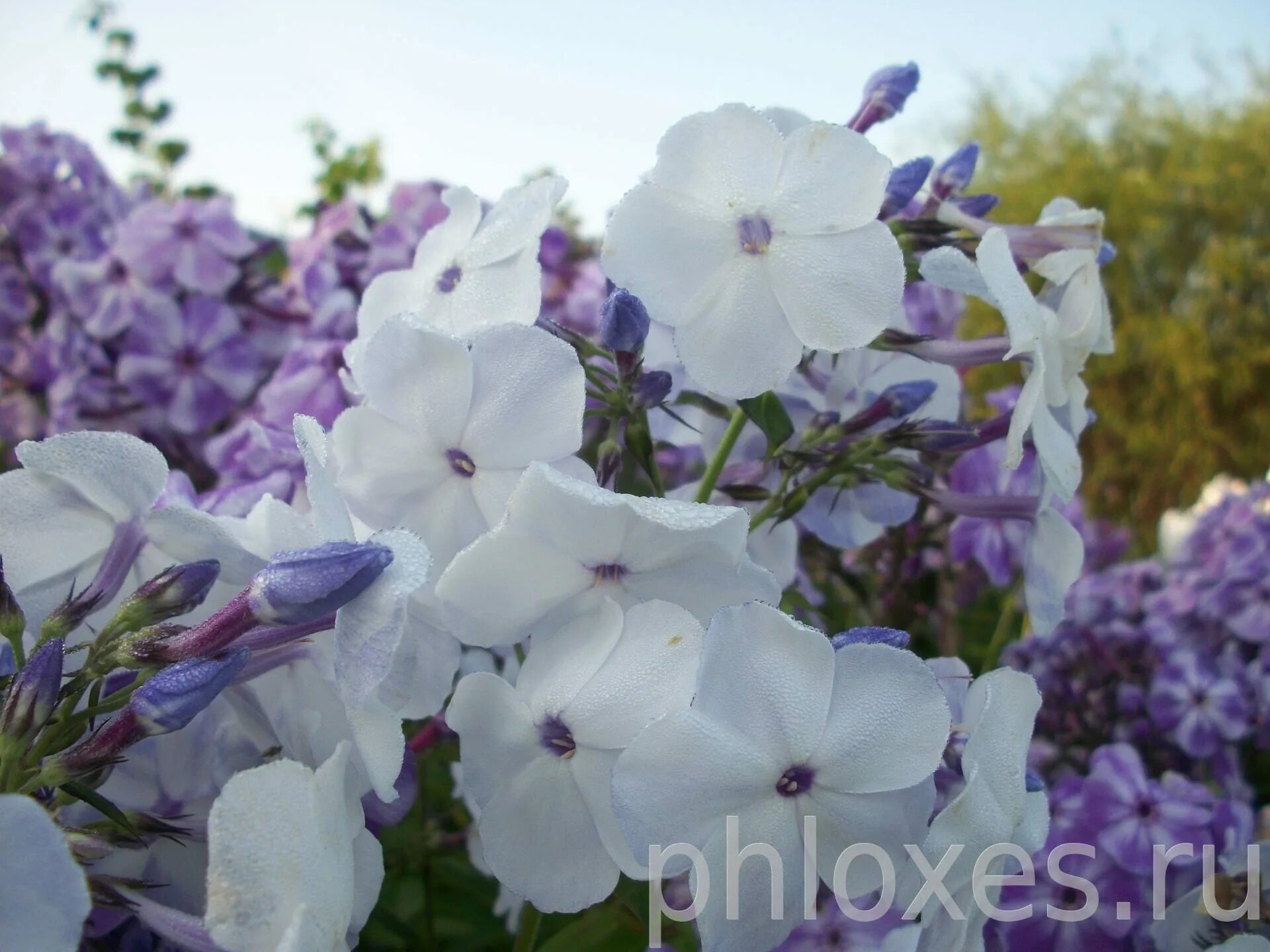 селекция флоксов