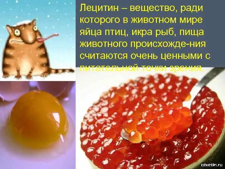 Лецитин является веществом дефицит которого влечет повышенную. Лецитин вещество. лецитин в яйцах. лецитин в клетках. лецитин для рыб.