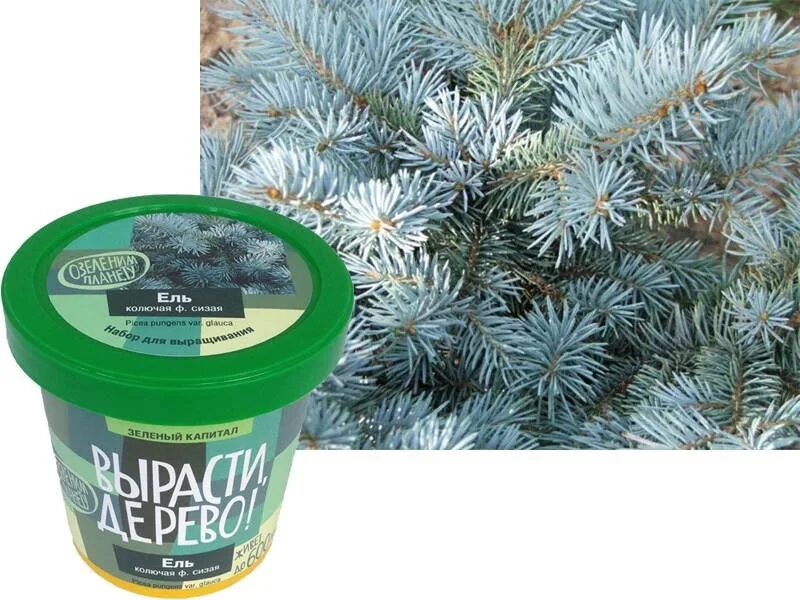 ель необыкновенная что вырастет. магнит ель в горшке. пихта абиес. ель корейская picea koraiensis nakai. ель необыкновенная что вырастет.