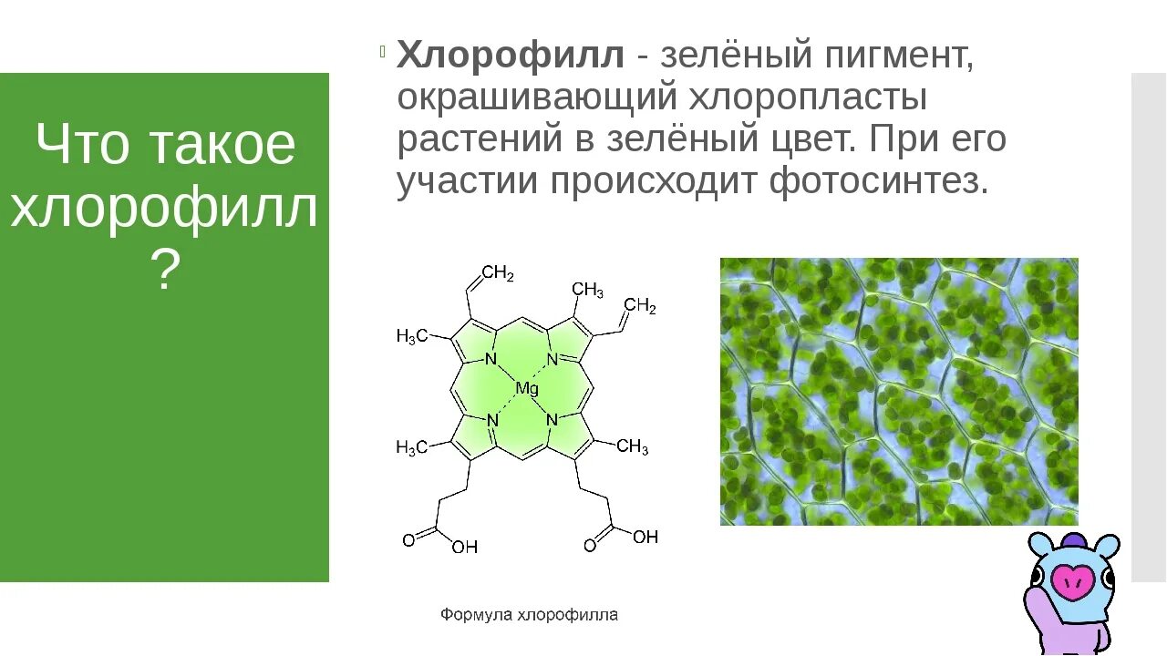 Благодаря наличию пигмента хлорофилла она