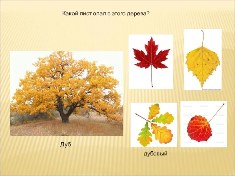 Деревья сбросив листву. С какого дерева лист. деревья, которые не сбрасывают листья на зиму. деревья которые сбрасывают листву. листья клена рябины дуба березы.