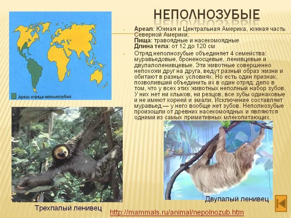 Где обитает ленивец на каком материке. Отряд млекопитающих неполнозубые. Ареал отряда неполнозубые. Ленивец ареал обитания. Неполнозубые места обитания.