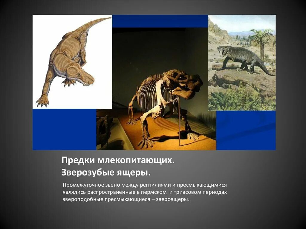 Доказательства происхождения млекопитающих от древних пресмыкающихся. Зверозубые ящеры предки. пермский период зверозубые рептилии. предки млекопитающих. предок млекопитающих зверозубые.