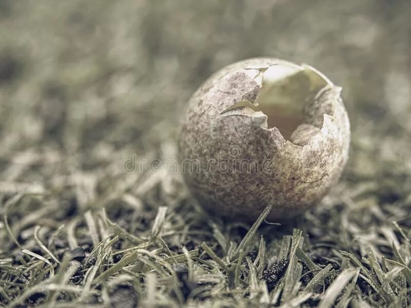 Яйца птиц с названиями. Большое пластмассовое яйцо. Гнездом индюшки в природе. Гнездо плоское. Индюшата яйца.