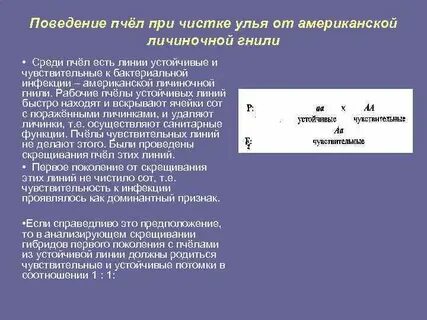 Поведение пчел
