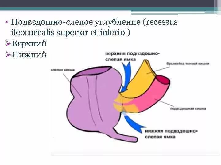 С анатомическим карманом